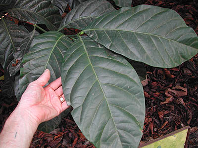 قهوه لیبریا - معرفی درختان میوه